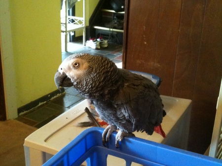 extremely cute animals pets  bird parrot